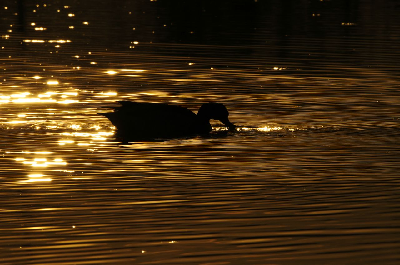 Volpoca all''alba .... controluce